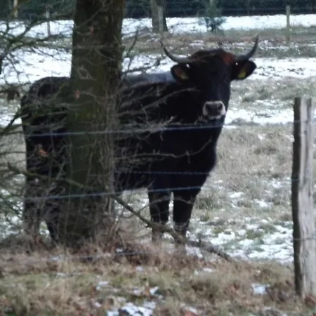 Vosseven 27 Heksenkring *