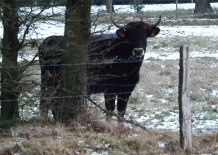 Vosseven 27 Heksenkring *